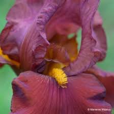 Tall bearded iris by nolas iris garden, an iris grower of many different irises varieties. Exclusive British Bearded Irises The English Iris Company