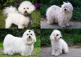 Check spelling or type a new query. Dog Breeds You Might Not Know Are Related Dog Breeds Dogs Pets