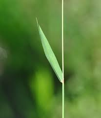 Image result for Blyxa hexandra