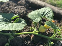 Would it hurt or help these plants to trim off these bottom leaves? Crops To Chop Back For A Bigger Harvest The English Garden