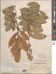 Image result for Hua gabonii