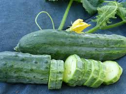Do not plant outside too soon! Spacemaster Cucumber