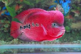 Atau ingin budidaya ikan louhan untuk usaha ikan hias? Cara Memelihara Ikan Louhan Yang Baik 1001 Dunia