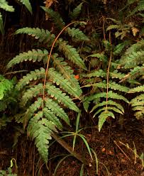 Image result for Blotiella glabra