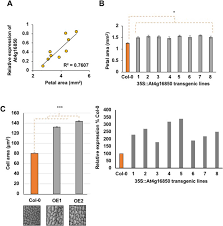 Maybe you would like to learn more about one of these? Variation In The Expression Of A Transmembrane Protein Influences Cell Growth In Arabidopsis Thaliana Petals By Altering Auxin Responses Bmc Plant Biology Full Text