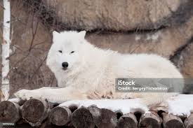 Sói Bắc Cực Hoang Dã Đang Nằm Trên Khúc Gỗ Động Vật Trong Động Vật Hoang Dã  Sói Bắc Cực Hoặc Sói Trắng Hình ảnh Sẵn có
