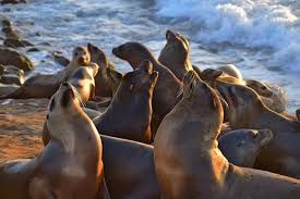 Esta subfamilia está dentro de la familia otariidae en la superfamilia pinnipedia. Nadar Con Focas Y Leones Marinos Los 5 Mejores Destinos Animals Around The Globe