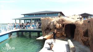 To explore cuban culture, you'll need to go farther afield (this is a planned resort development;. Book Dolphin Show Bei Cayo Santa Maria Dolphinarium Tour Departure From Cayo Santa Maria Gaviota Tours