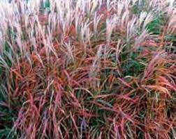 30 Miscanthus Flame Grass Ornamental Grass Perennial Etsy Ornamental Grasses Flowers Perennials Perennial Grasses
