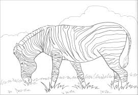 All your paper needs covered 24/7. Zebra Coloring Pages Without Stripes Coloringbay