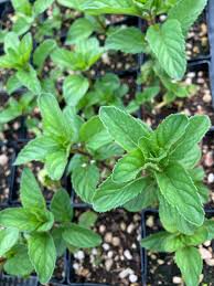Image result for Mentha aquatica
