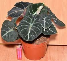 Check spelling or type a new query. Tipps Zur Ordnungsgemassen Reproduktion Von Allocation So Verhindern Sie Typische Anfangerfehler