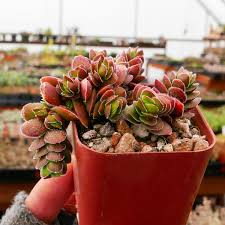 Image result for Crassula granvikii