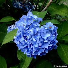 Maybe you would like to learn more about one of these? Pia Hydrangea A Pink Dwarf Hydrangea You Ll Love Garden Sanity By Pet Scribbles