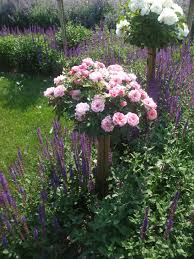 Hochstammrosen Jardins