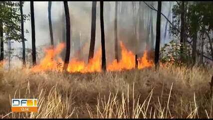 Incêndio na Floresta Nacional de Brasília