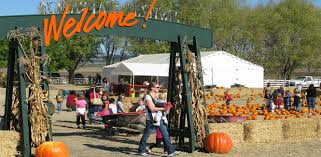 Giant Pumpkin Patch