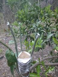 Rocio Benito Adli Kullanicinin Gardening Panosundaki Pin Bitki Bahce Bitkileri Bahce