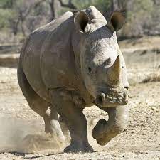 The nashorn is a classic german tank destroyer, and its greatest selling point is its armament. Nashorn Attacke Im Serengeti Park Nashorn Bulle Kusini Soll Fort Aus Hodenhagen Heidekreis