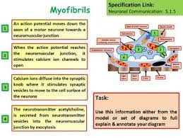 Biology Involuntary Voluntary Muscles Lesson In 2021 Biology Lessons Biology Lesson