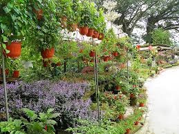 At the border of permatang pauh agropark in penanti, there is now a vanilla smart farm. Garden Nurseries The Thrifty Traveller
