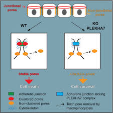 You can optimize your document and create smaller files by using one or a combination of techniques, depending on click on file and save for web in the menu bar to compress the size of your file. A Dock And Lock Mechanism Clusters Adam10 At Cell Cell Junctions To Promote A Toxin Cytotoxicity Sciencedirect