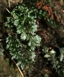 Image result for Hymenophyllum splendidum