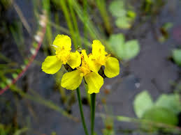 Image result for Xyris gossweileri