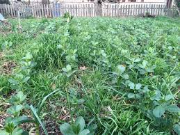 Encore Assez Froid Le Mois De Fevrier Voit Ses Jours Rallonger Sensiblement Ce Qui Permet Aux Quelques Legumes Feuilles Encore En Place En 2020 Semis Potager Plante