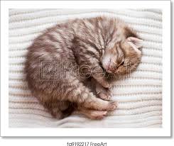 I bought some unscented baby wipes with aloe in them, because i read on another forum that aloe baby wipes can somewhat help keep fleas off of the kittens. Free Art Print Of Newborn Sleeping British Baby Kitten Freeart Fa9192217