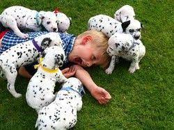 Dalmatian puppies for sale near houston, texas, usa, page 1 (10 per page) puppyfinder.com is your source for finding an ideal dalmatian puppy for sale near houston, texas, usa area. Dalmatian Puppies For Sale Houston Tx 265027 Petzlover