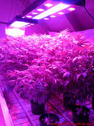 Its other light component includes philips advancedrivers, which is one of the most reliable light sources. Led Grow Lights Amazon Led Grow Lights Best Led Grow Lights Grow Lights