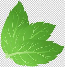 By employing its site specific browser, peppermint. Peppermint Apple Mint Mentha Spicata Pepermint Leaf Pepermint Apple Mint Png Klipartz