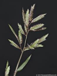 Image result for Eragrostis racemosa