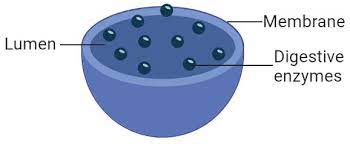 What Is A Lysosome Structure Function And Storage Diseases In 2021 Eukaryotic Cell Organelles Structure And Function