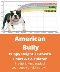Bouledogue or bouledogue français) is a breed of domestic dog, bred to be companion dogs. American Bully Height Growth Chart How Tall Will My American Bully Grow The Goody Pet