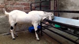 We have great deals on pet quality or meat buck kids. Sojat Goat Pure Sojat Goat For Sale Youtube