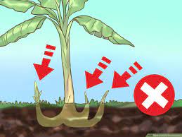 Each stalk produces one huge flower cluster and then dies. How To Prune Banana Trees 7 Steps With Pictures Wikihow