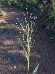 Image result for Panicum maximum