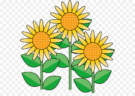 Bunga matahari adalah salah satu tanaman berbunga. Umum Bunga Matahari Bunga Bunga Potong Gambar Png