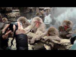 One of the best places to see them is within jigokudani monkey park, the only place in the world where the monkeys can be seen soaking in. Snow Monkeys Soak In Hot Springs Of Japan Youtube
