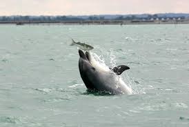 Comme les disques durs, les ssd utilisent la fonction smart pour enregistrer diverses informations sur l'état du matériel. Biologie Du Grand Dauphin Gecc