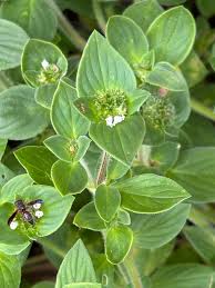 Image result for Richardia brasiliensis