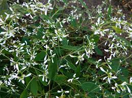 Product dimensions 9.63 x 9.63 x 11.75 inches item weight 2.75 pounds manufacturer proven winners asin Real World Gardener New Euphorbia Diamond Frost In Plant Of The Week