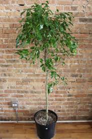 Image result for Ficus benjamina