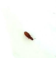 Tiny Bugs In Kitchen Lifeinfo Me What Are The Most Common Kitchen Bugs Insects And Rodents Bugs In Kit In 2020 Cool Kitchens Kitchen Cabinet Design Kitchen Cupboards