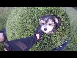 Schnauzer (miniature) puppy for sale near louisiana, winnsboro, usa. Maltese Puppies For Sale In Louisiana 07 2021