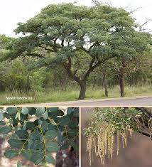Image result for Burkea africana