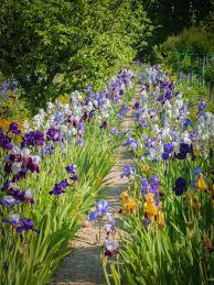 Giverney Been To Hundreds Of Public Gardens But Giverney Tops Them All Monet Genius Beautiful Gardens Monet Garden Giverny Dream Garden