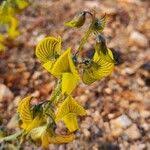 Image result for Crotalaria chrysochlora